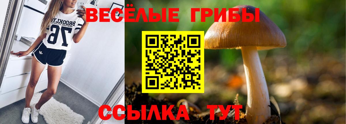 Псилоцибиновые грибы Psilocybe Клин